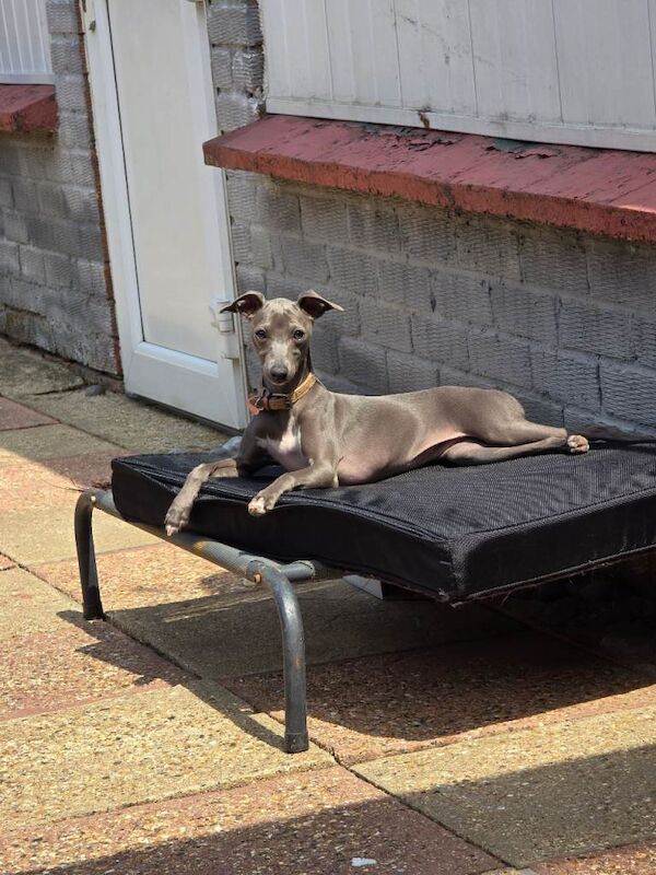 Italian greyhound female 6 months old - Image 4 of 6