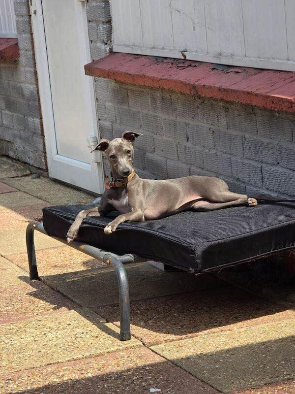 Italian greyhound female 6 months old - Image 5 of 6