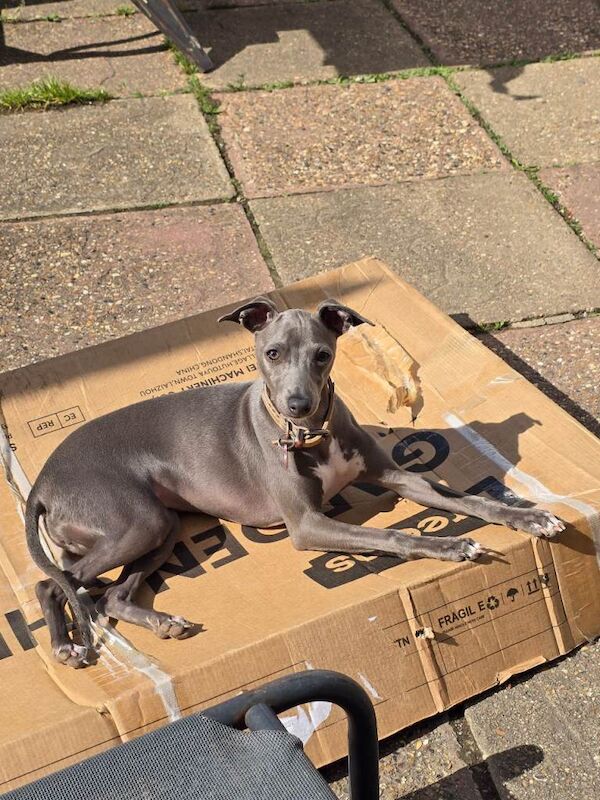 Italian greyhound female 6 months old - Image 6 of 6