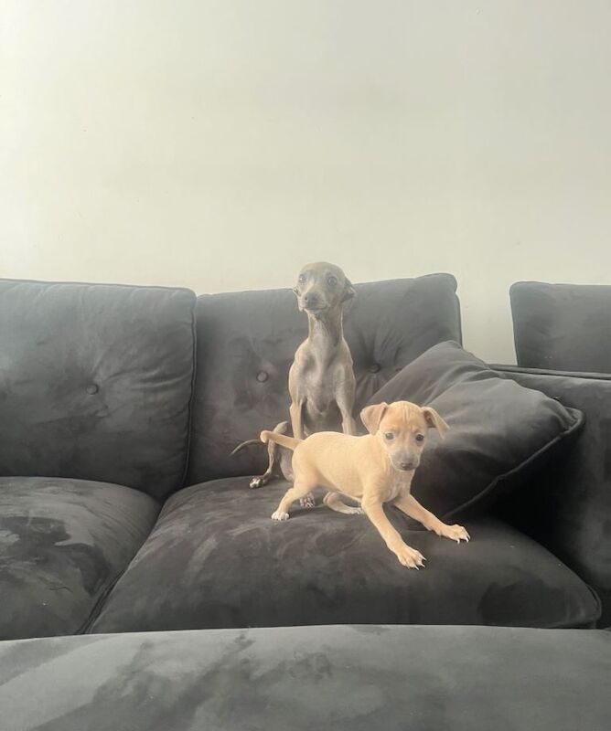 Greyhound Puppies For Sale