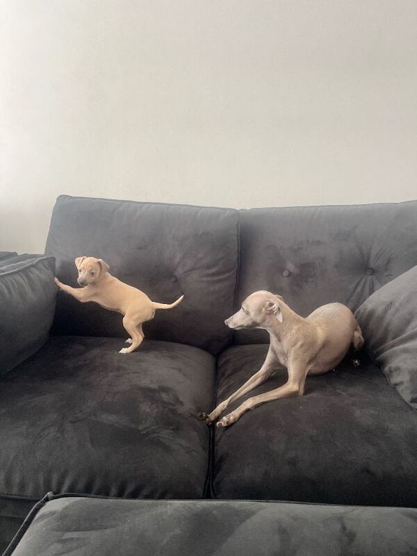 Italian greyhound girl - Image 2 of 3