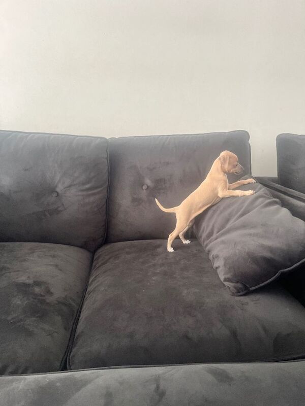 Italian greyhound girl - Image 3 of 3