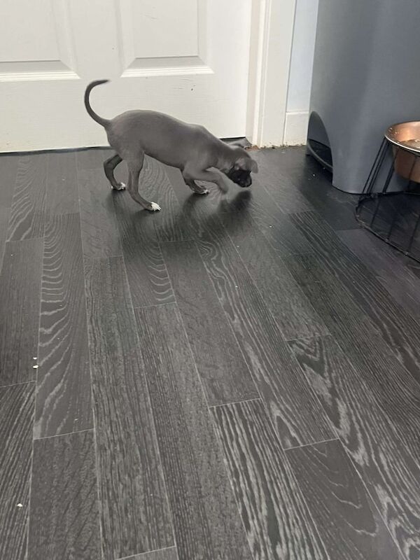 Italian greyhound puppies for sale in Ayr, Ayrshire and Arran
