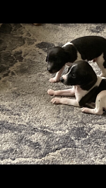 Kennel Club Registered Greyhound Puppies For Sale