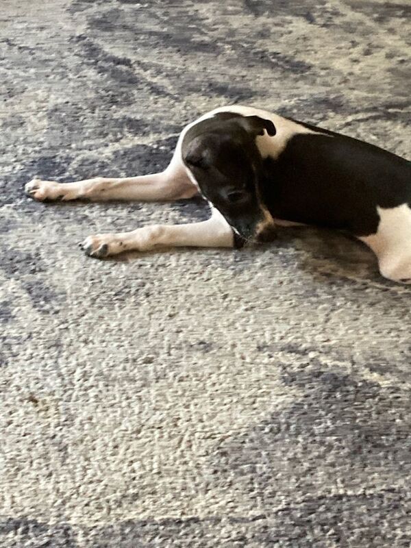 Greyhound puppies for sale in Astley, Greater Manchester – KC registered, 3 months old - Image 2 of 4