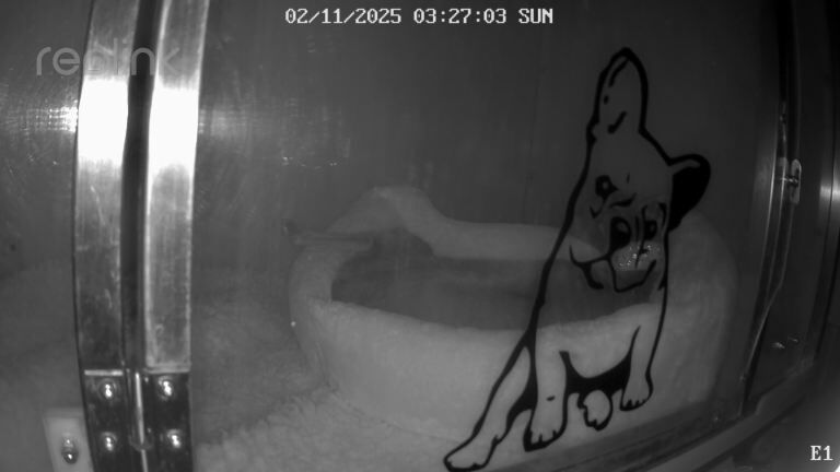 Greyhound puppies for sale in Astley, Greater Manchester – KC registered, 3 months old - Image 3 of 4