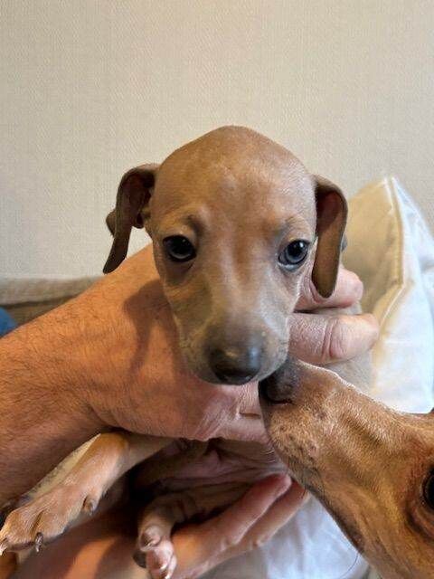 Greyhound puppies for sale in Kettering, Northamptonshire – 9 weeks old