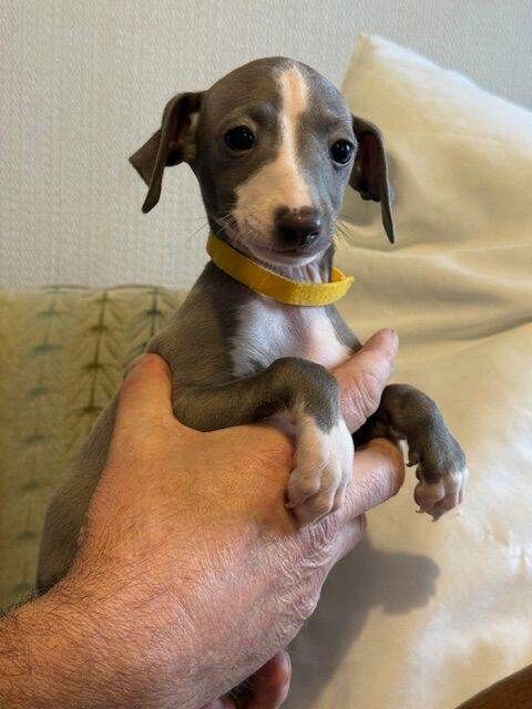 Greyhound puppies for sale in Kettering, Northamptonshire – 9 weeks old - Image 4 of 5