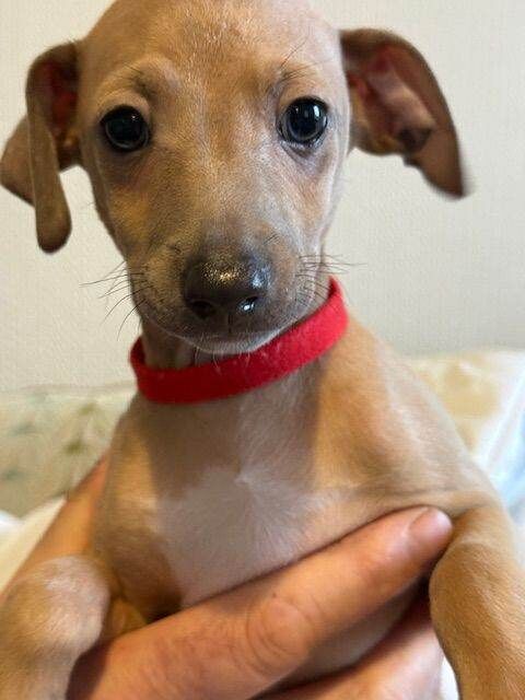 Greyhound puppies for sale in Kettering, Northamptonshire – 9 weeks old - Image 5 of 5