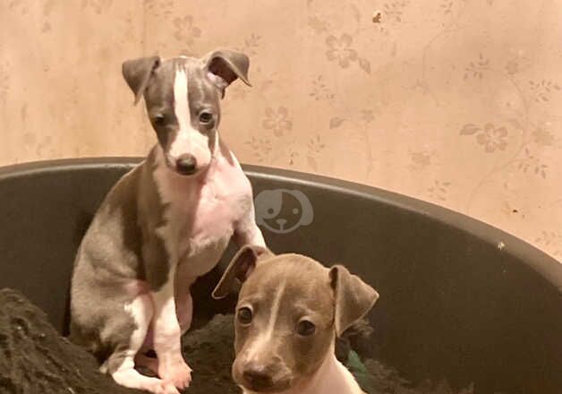 Greyhound puppies for sale in Whitchurch, Shropshire – KC registered, 1 year old - Image 2 of 5