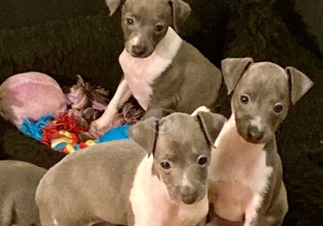 Greyhound puppies for sale in Whitchurch, Shropshire – KC registered, 1 year old - Image 3 of 5