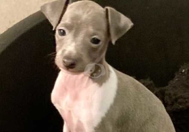 Greyhound puppies for sale in Whitchurch, Shropshire – KC registered, 1 year old - Image 4 of 5