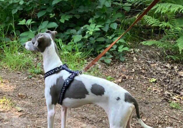 Greyhound puppies for sale in Whitchurch, Shropshire – KC registered, 1 year old - Image 5 of 5