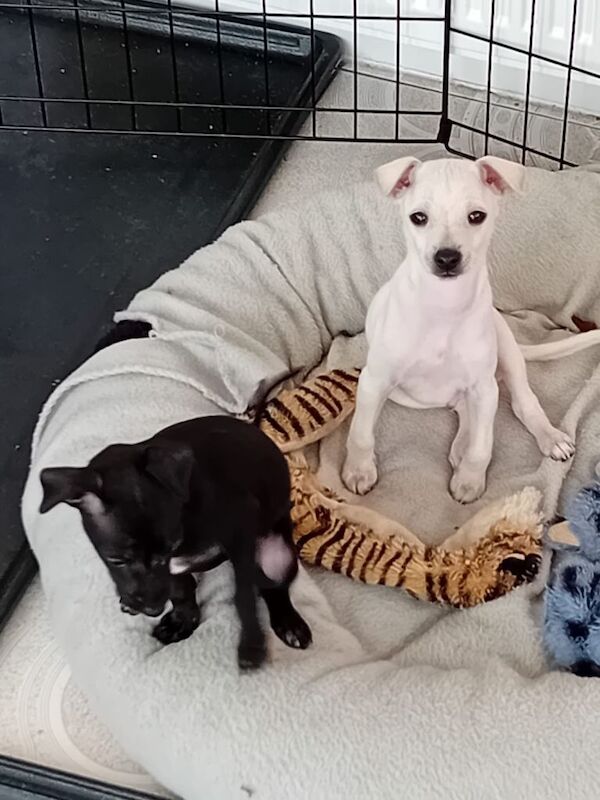 Greyhound Puppies For Sale