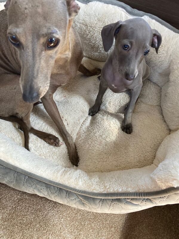 Greyhound puppies for sale in Aberdeen, City of Aberdeen – 10 weeks old
