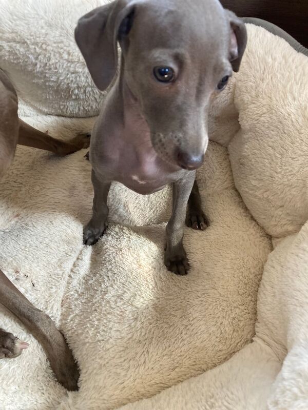 Greyhound puppies for sale in Aberdeen, City of Aberdeen – 10 weeks old - Image 2 of 3