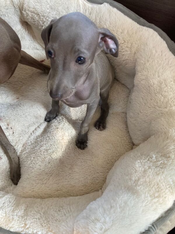 Greyhound puppies for sale in Aberdeen, City of Aberdeen – 10 weeks old - Image 3 of 3