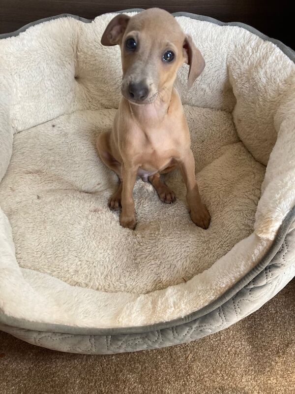 Greyhound puppies for sale in Aberdeen, City of Aberdeen – 10 weeks old