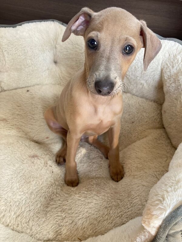 Greyhound puppies for sale in Aberdeen, City of Aberdeen – 10 weeks old - Image 2 of 3