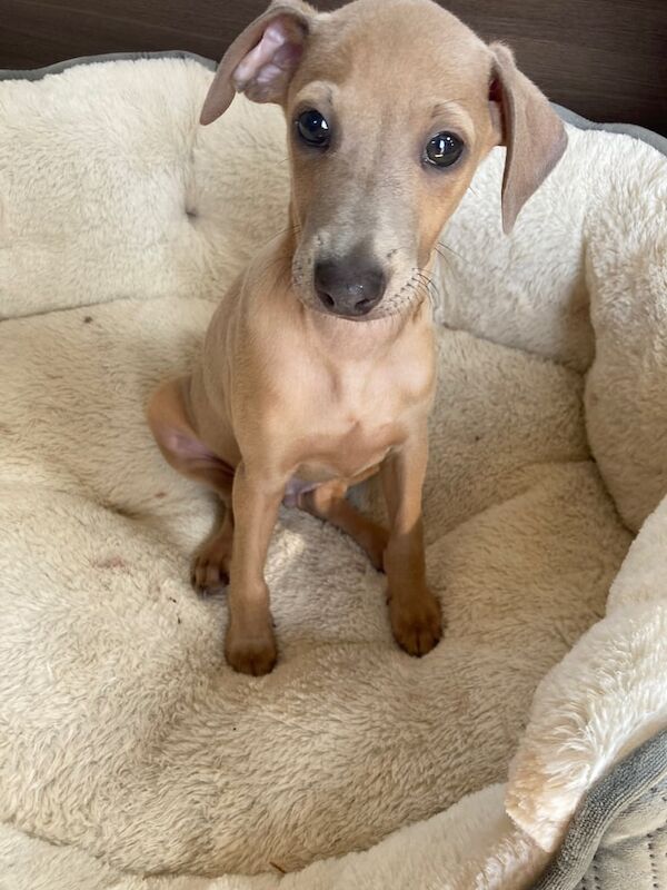 Greyhound puppies for sale in Aberdeen, City of Aberdeen – 10 weeks old - Image 3 of 3
