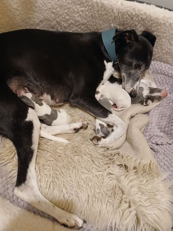 Greyhound puppies for sale in Salisbury, Wiltshire – KC registered, 5 days old - Image 2 of 3
