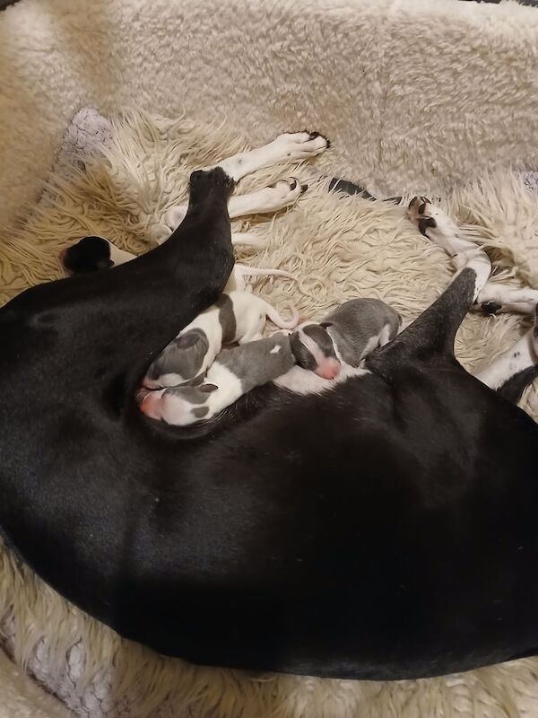 Greyhound puppies for sale in Salisbury, Wiltshire – KC registered, 5 days old - Image 3 of 3