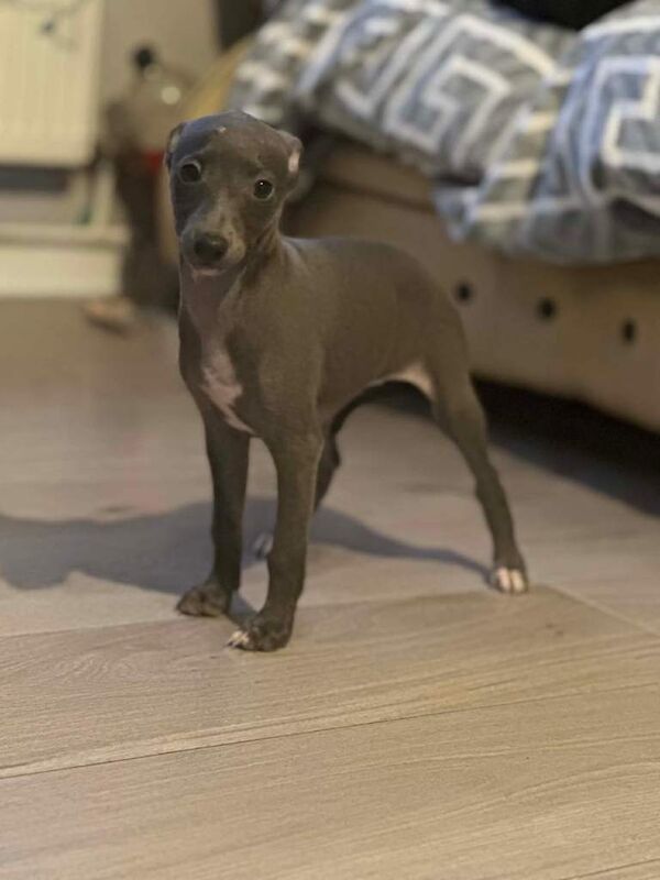 Italian greyhound x whippet