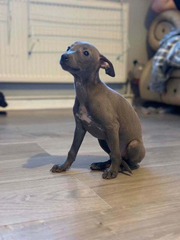 Italian greyhound x whippet - Image 2 of 3