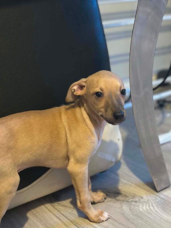 Italian greyhound x whippet - Image 3 of 3