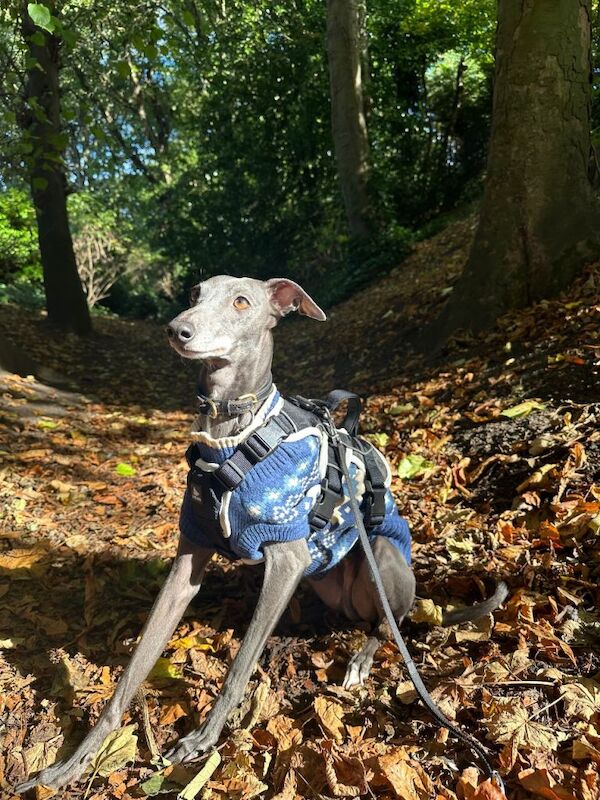 Italian/whippet - Image 2 of 4