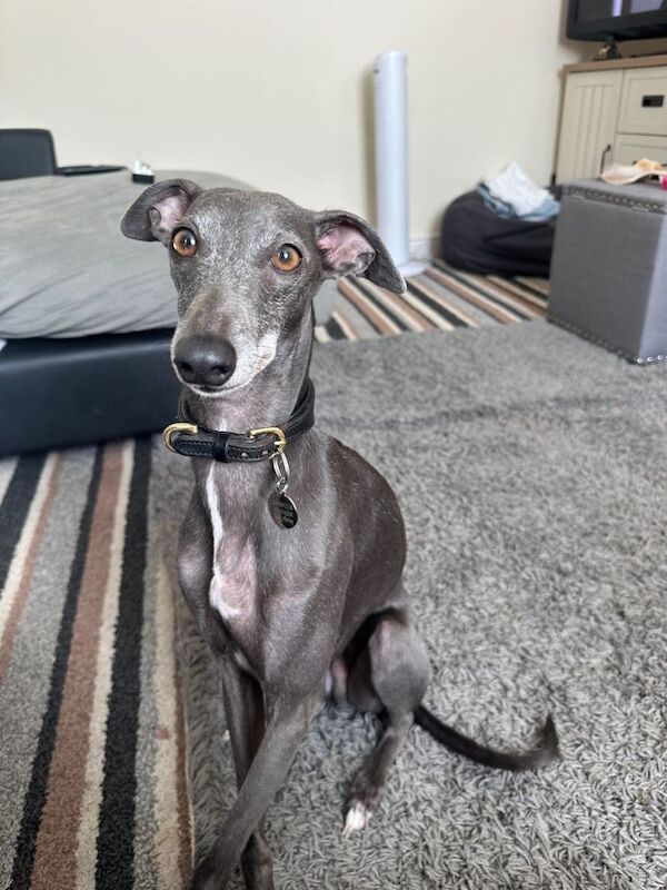 Italian/whippet - Image 3 of 4