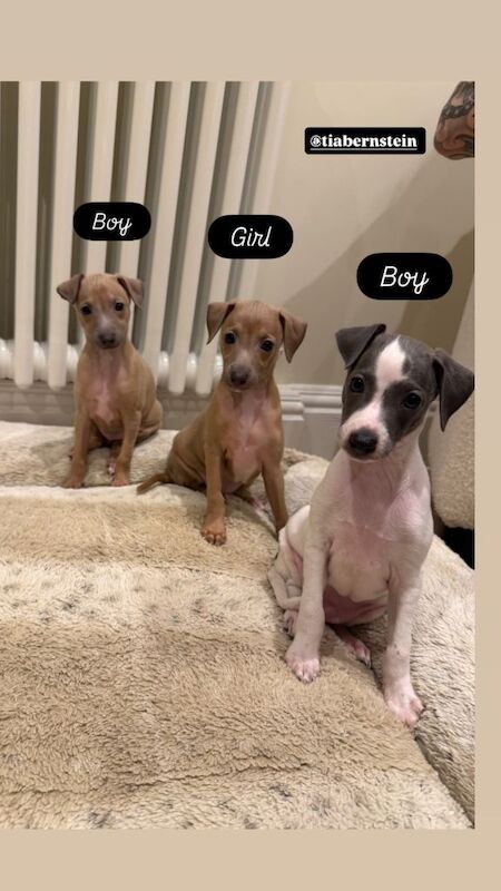 Greyhound Puppies For Sale