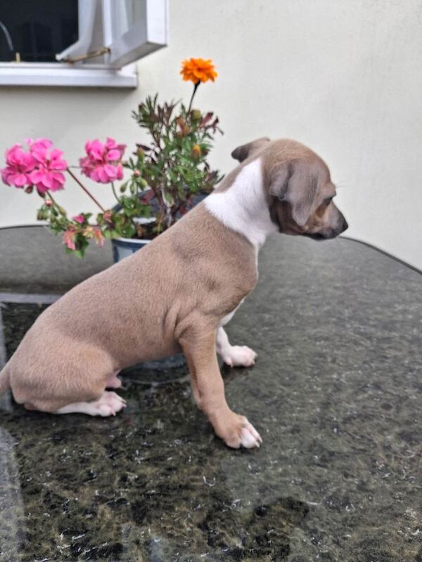 Kennel Club Registered Greyhound Puppies For Sale