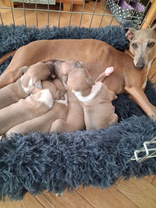 KC Registered Italian Greyhound Dog Puppy for Sale - Image 2 of 2