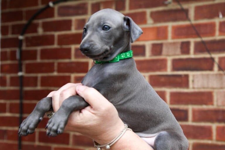 Greyhound puppies for sale in Norwich, Norfolk – KC registered, 7 weeks old