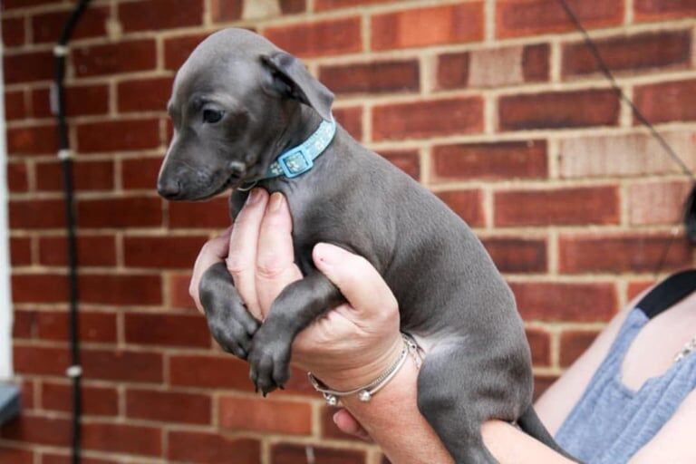 Greyhound puppies for sale in Norwich, Norfolk – KC registered, 8 weeks old - Image 2 of 3