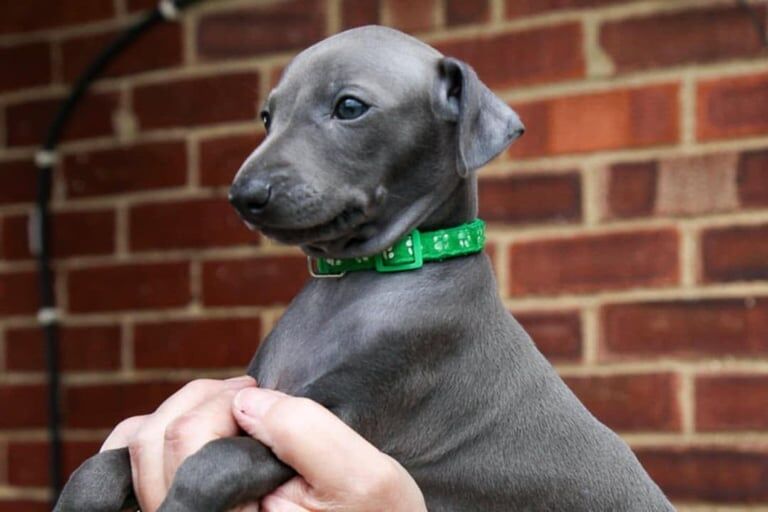 Greyhound puppies for sale in Norwich, Norfolk – KC registered, 8 weeks old - Image 3 of 3