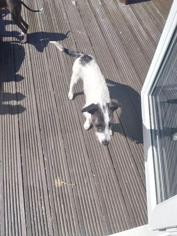 Greyhound Puppies For Sale Under £1,000