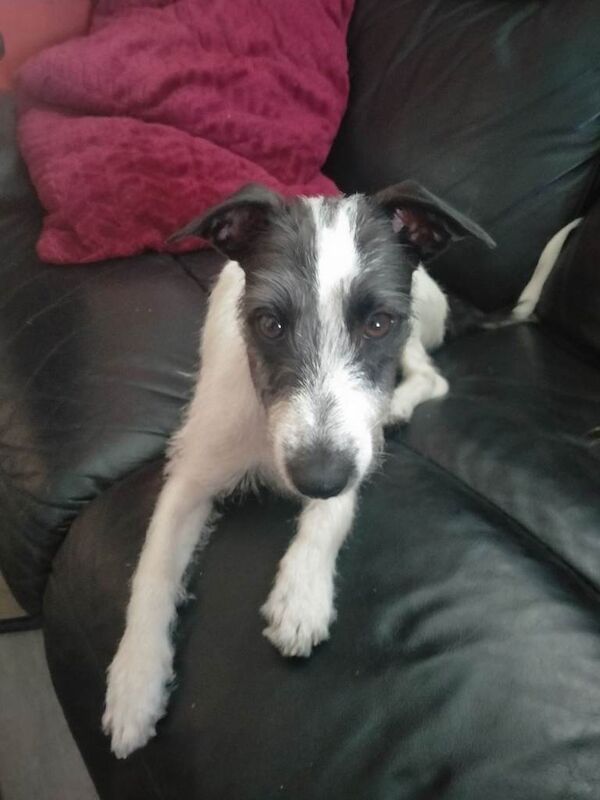 Lovely 8 month male Italian Greyhound x Terrier Gino - Image 2 of 6