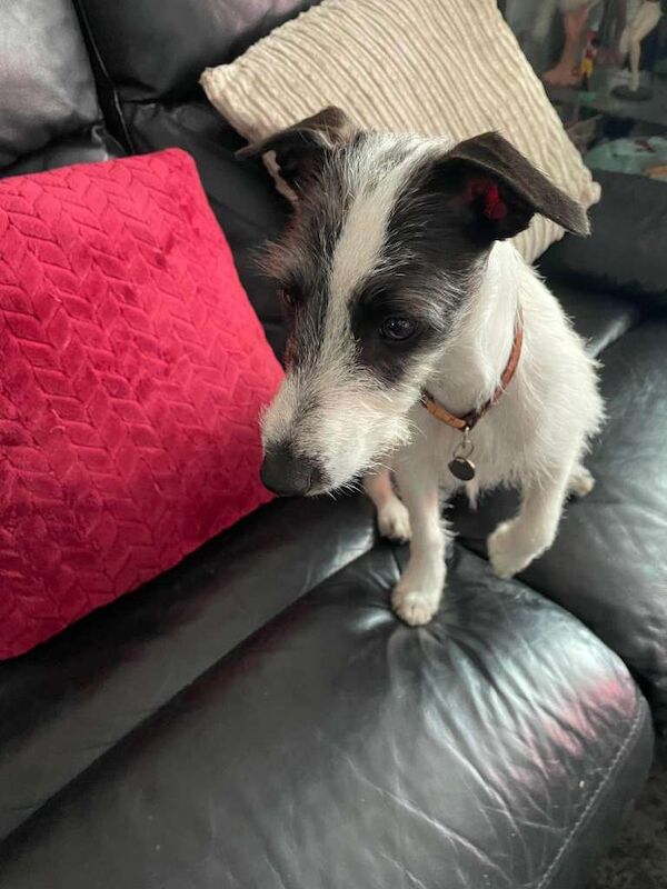 Lovely 8 month male Italian Greyhound x Terrier Gino - Image 3 of 6
