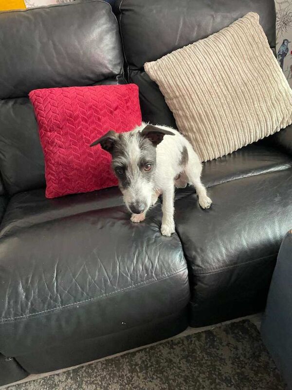Lovely 8 month male Italian Greyhound x Terrier Gino - Image 4 of 6