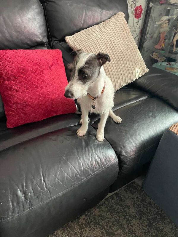 Lovely 8 month male Italian Greyhound x Terrier Gino - Image 5 of 6