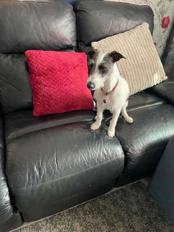 Lovely 8 month male Italian Greyhound x Terrier Gino - Image 6 of 6