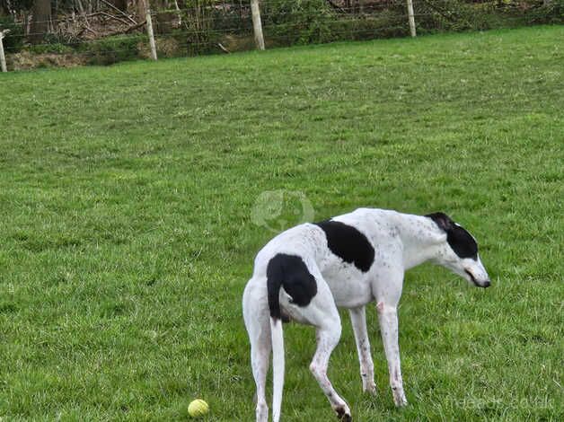 Lovely 8 year old boy greyhound/collie for sale in Fordingbridge, Hampshire