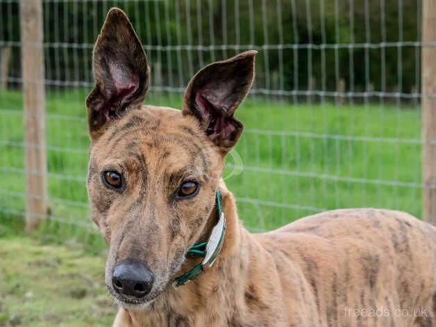 Lovely Greyhounds Looking for Homes for sale in Leatherhead, Surrey