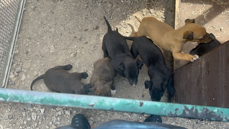 Lurchers - Image 3 of 3