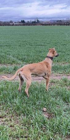 Male saluki whippet greyhound for sale in Doncaster, South Yorkshire