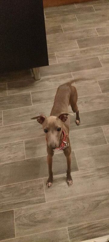 Greyhound puppies for sale in Nottingham, Nottinghamshire – 6 months old - Image 3 of 3