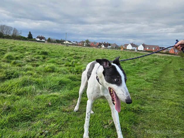 Need a home asap grey hound DUKE for sale in Fordingbridge, Hampshire