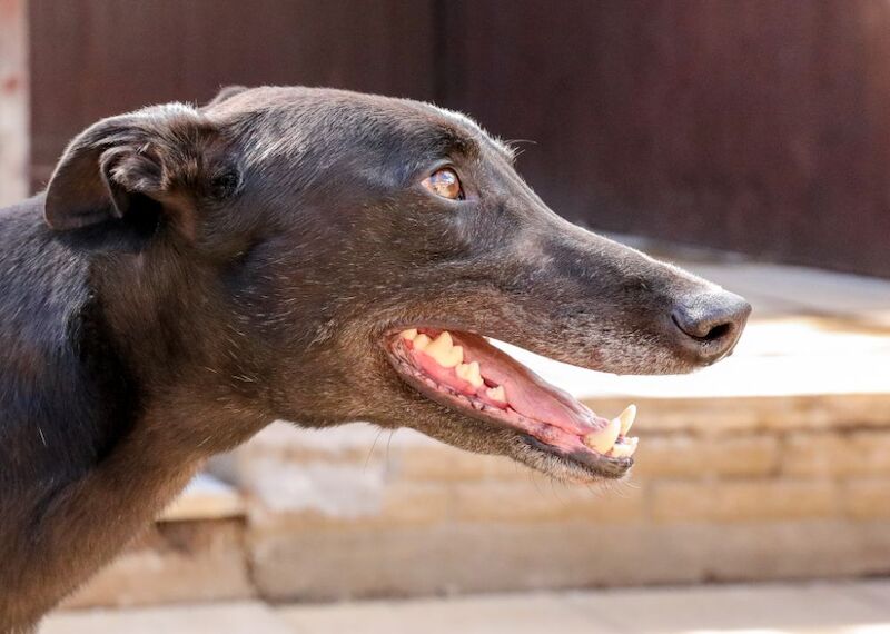 Real gentleman seeks forever companion.